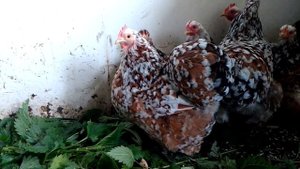 Декоративные куры: карликовый кохинхин парцеляновый - 2023г.