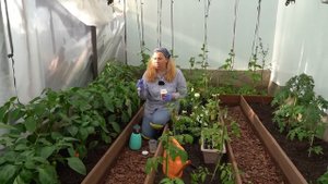 Как получить 5 килограмм перца с куста? Высадка перца. Томаты в теплице. Марина Рыкалина советует.