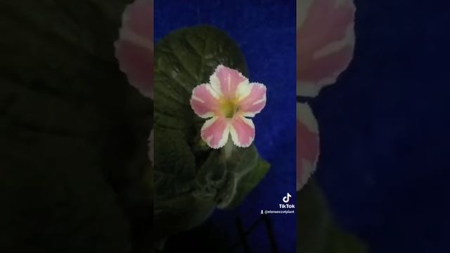 Episcia Star of Bethlehem-эписция 500