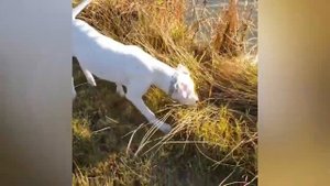 Охотничьи Аргентинцы / Аргентинский Дог / Порода собак // Dogo Argentino