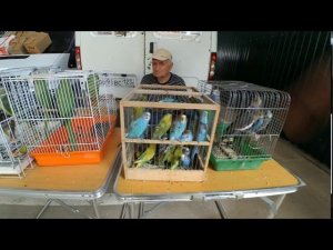 Птичий рынок Краснодар Ярмарка (06.09.2020г.)