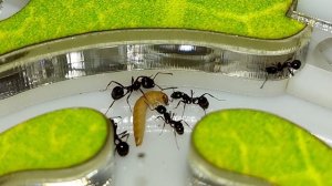 Кормление муравьёв жнецов - личинкой жука знахаря