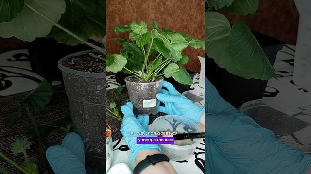 Формировка и выращивание кустика пеларгонии из черенка. Часть 3