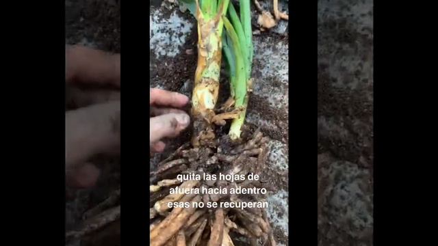 Clivia miniata. Cómo separar las añosas y cada cuánto смотреть онлайн