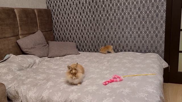 Кролики и котики - наше лекарство от депрессии. смотреть онлайн