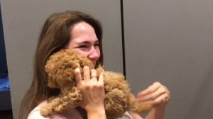 Той-пудель в подарок #pitomnikmoscow  яркие эмоции наших клиентов это лучшая награда за нашу работу