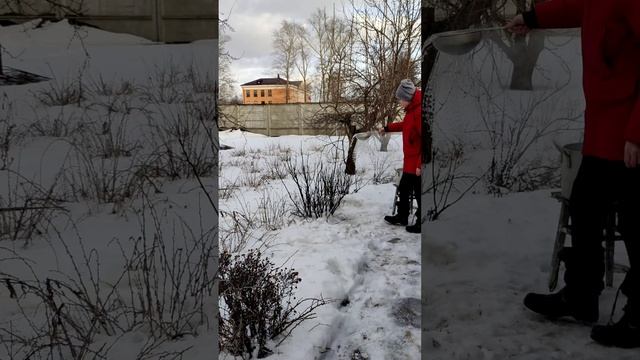 КИПЯТОК ДЛЯ СМОРОДИНЫ #огород #дача #чернаясмородина#сад  #советы #лайфхаки