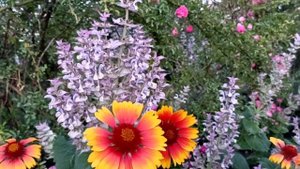 ОБУСТРАИВАЕМ ЦВЕТНИК У ДОМА