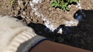 Базальные побеги у роз. Два способа как их пробудить.