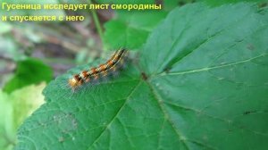 Как Гусеница Исследует Лист Смородины