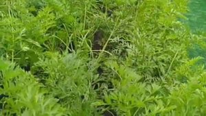 Посыпьте Морковь этим средством и она вырастет крупная и ровная
