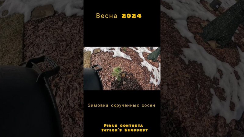 Зимовка капризуль! 30.03.2024 Сосна скрученная Тейлорс Санберст(Pinus contorta Taylor's Sunburst)