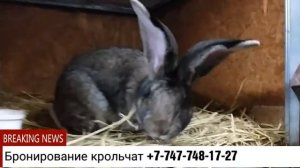 Клеточное содержание кроликов породы Бельгийский великан