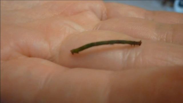 Землемер. Прикольная гусеница! смотреть онлайн