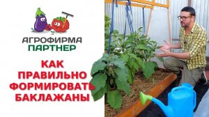 КАК ПРАВИЛЬНО ФОРМИРОВАТЬ БАКЛАЖАНЫ