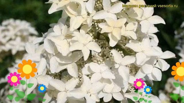 Гортензия метельчатая Меджикал Старлайт. Краткий обзор hydrangea paniculata Magical Starlight