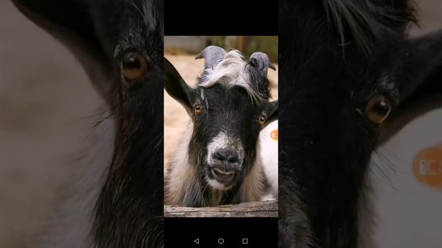 Про КОЗЛА--народное творчество смотреть онлайн