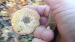 Такое никто не покажет! Сбор осенних опят в Самарской области