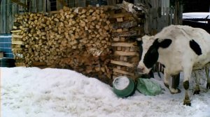 Материнский инстинкт у коровы. Двухнедельный телёнок на прогулке.