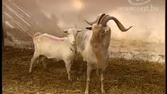 Козья ферма смотреть онлайн