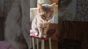 Что кошка ест на завтрак? И почему она лезет на стол?😺🍗🍖🧀