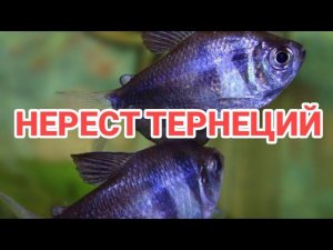НЕРЕСТ ТЕРНЕЦИЙ