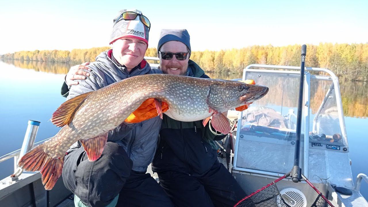 ЩУКИ атакуют большие приманки. Рыбалка в волжских протоках осенью смотреть онлайн