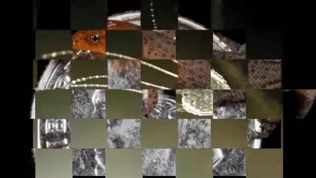 ТОП 10 самых маленьких животных смотреть онлайн