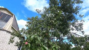 Борьба с плодожоркой плодовых деревьев