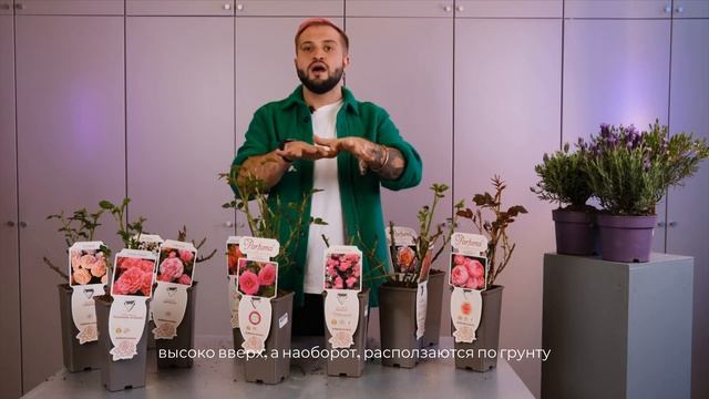 Розы в контейнере | Советы от Ильи Гомыранова