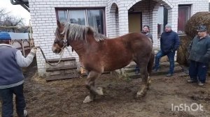 ЛОШАДИ/ ЦЫГАНСКИЕ КОБЫЛЫ ТЯЖЕЛОВОЗЫ