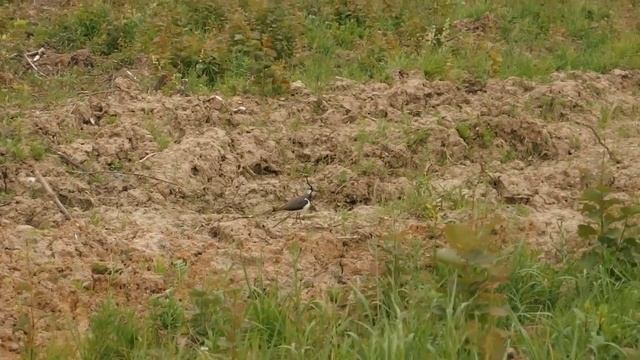 Разговорчивый сосед - Чибис - Northern lapwing (Vanellus vanellus) смотреть онлайн