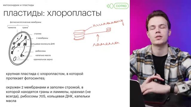 Клеточный завод энергии или двумембранные органоиды в virtual reality | ОГЭ БИОЛОГИЯ 2022 | СОТКА смотреть онлайн