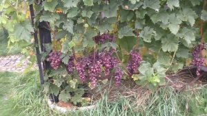 Виктория - виноград с самым нежным мускатом на нашем участке