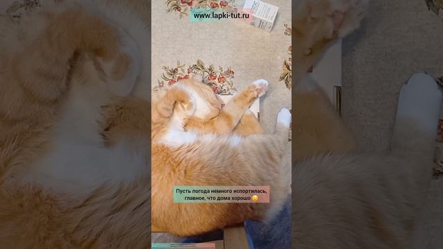 пятница 🐾