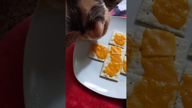 cracker thief