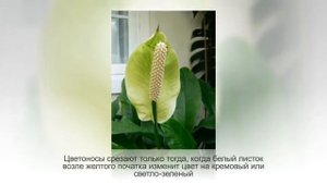 ЖЕНСКОЕ СЧАСТЬЕ не цветет. Как заставить цвести СПАТИФИЛЛУМ. Как можно заработать деньги в интернет