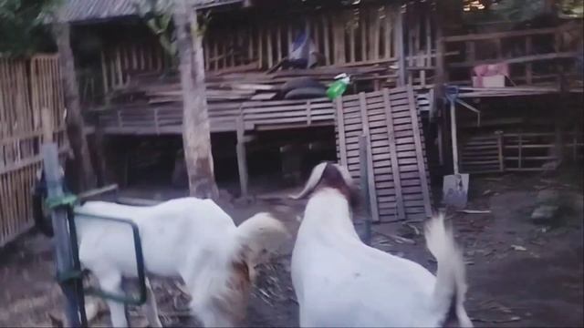 Boer goats crossed with Jamnapari goats produce the best meat  Goat farming in village