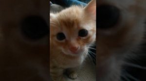 😍😍 рыжий кот с голубыми  глазами😉