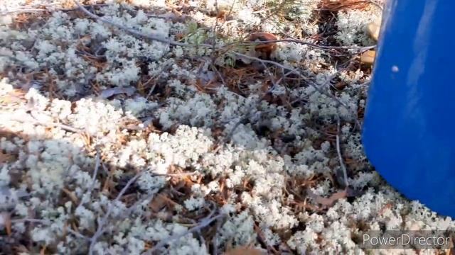 ВЛОГ// Я в лесу, ужас как много грибов. смотреть онлайн