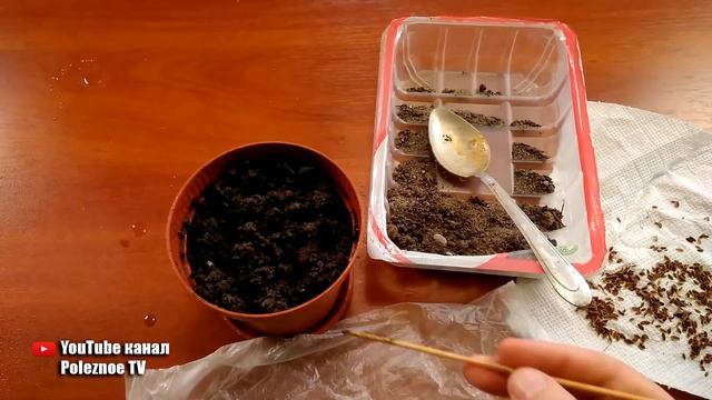 КАК ВЫРАСТИТЬ ЗЕЛЕНЬ НА ПОДОКОННИКЕ ПРАВИЛЬНАЯ ПОСАДКА И УХОД