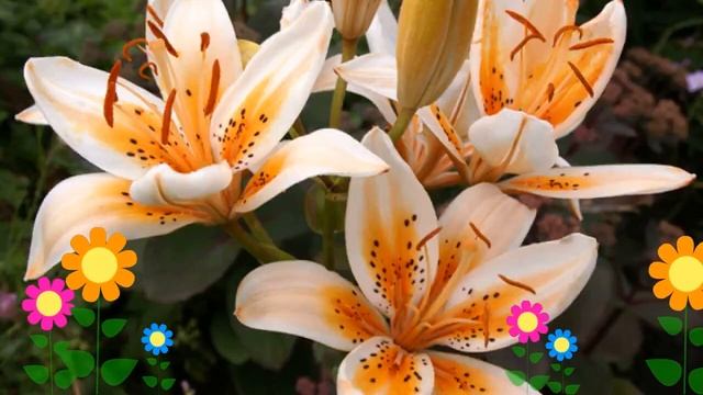 Лилия (Orange Electric). Краткий обзор: Лилия описание характеристик, где купить луковицы смотреть онлайн