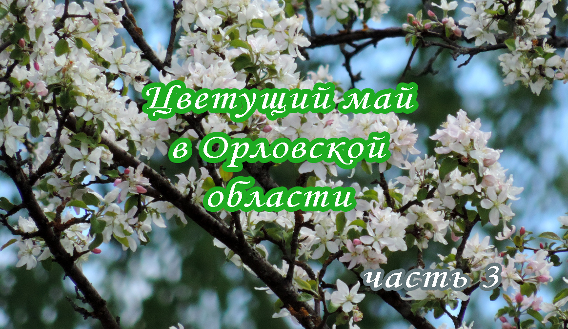 Красота и цветы мая в Орловской области