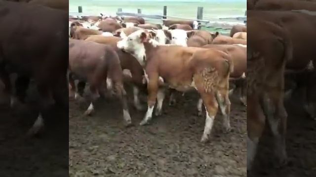 Бычки Симментал на откорм