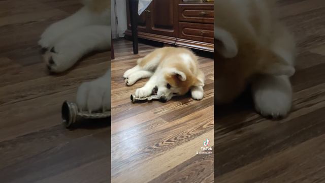 Буши, мальчик акита ину для продажи. смотреть онлайн