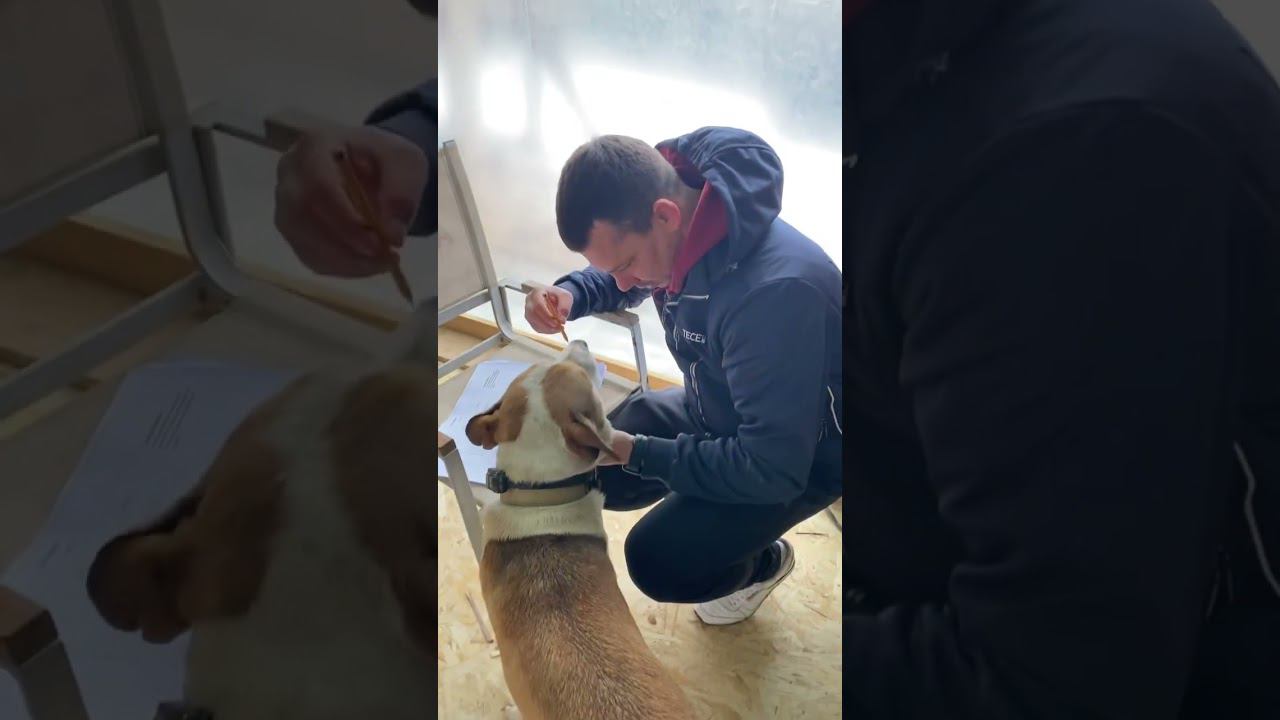 Четырехлапый прораб смотреть онлайн