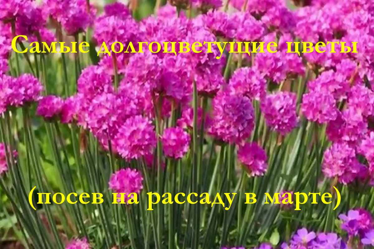 Самые долгоцветущие цветы