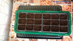 Клубника семенами.Как правильно посадить семена клубники.