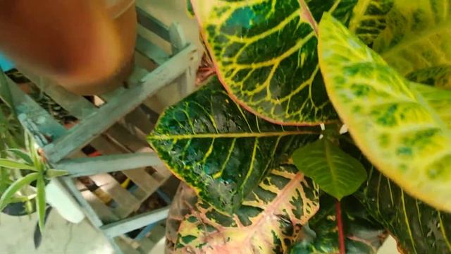 croton plants care and propagation /  best indoor and outdoor plant