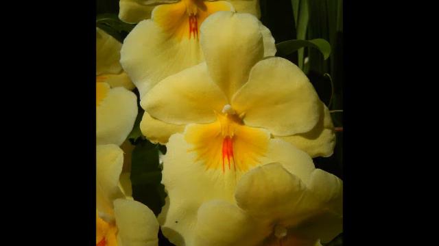 Spring 2011 Orchids at Atlanta Botannical Gardens смотреть онлайн